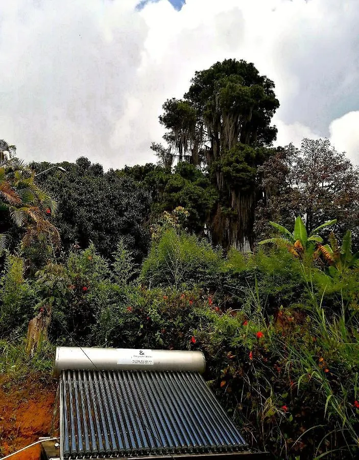 Eco Hostal Casa La Juana Bed & Breakfast Medellin