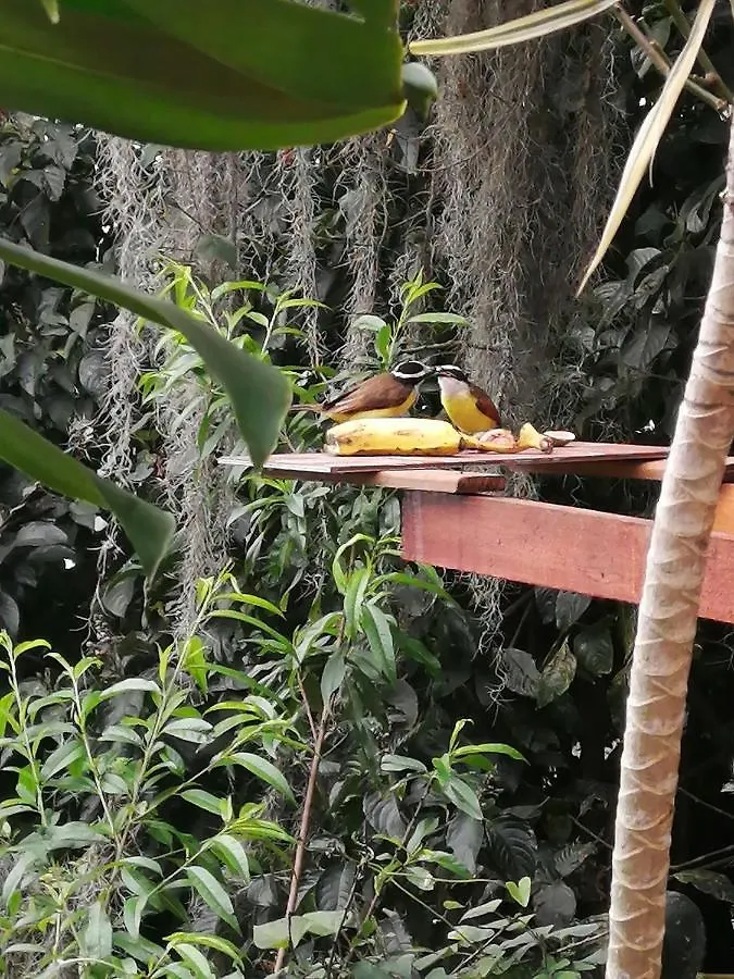 Eco Hostal Casa La Juana Bed & Breakfast Medellin 0*,